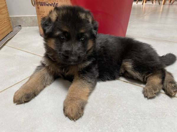 Chiots berger allemand