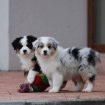 Chiots berger australien pour adoption