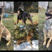 Chiots berger belge malinois lof