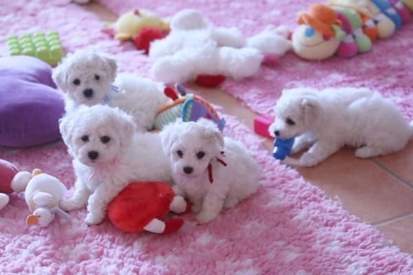 Chiots bichon maltais