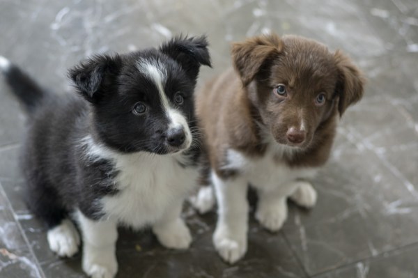 Chiots border collie pour adoption