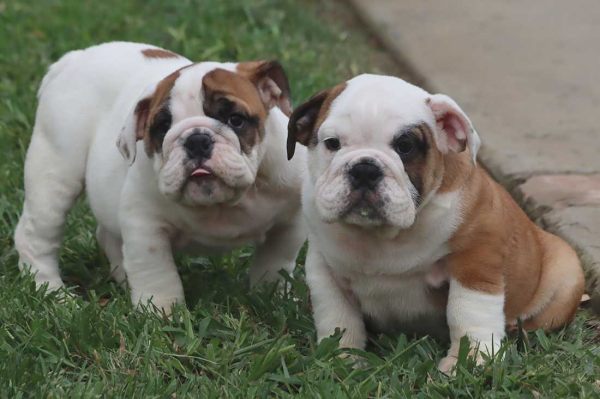 Chiots bouledogue anglais disponibles.