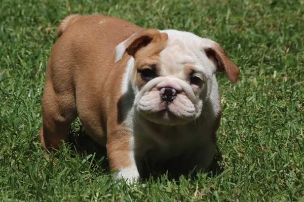 Vente Chiots bouledogue anglais disponibles.