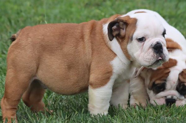 Chiots bouledogue anglais disponibles. pas cher