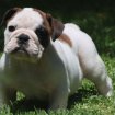 Chiots bouledogue anglais disponibles. occasion