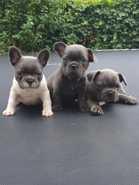 Chiots bouledogue fran&ccedil;ais pour adoption