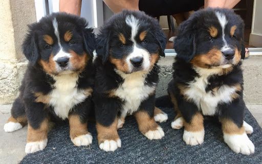 Chiots bouvier bernois