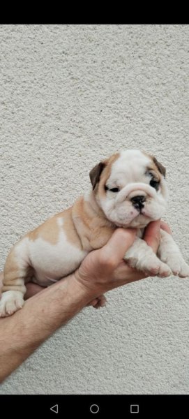 Chiots bulldog anglais a donner