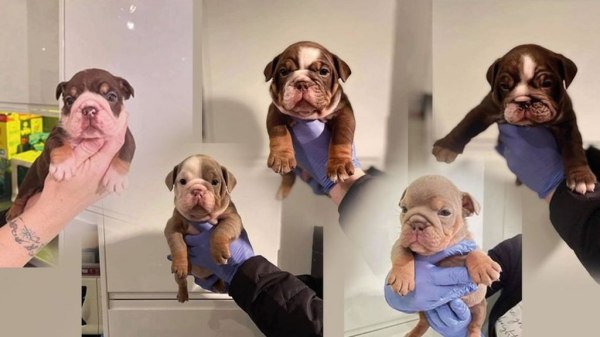Vente Chiots bulldog anglais a donner