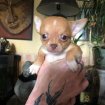 Annonce Chiots chihuahua