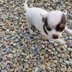 Chiots chihuahua pas cher