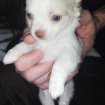Annonce Chiots chihuahua