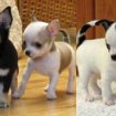 Chiots chihuahua a donner