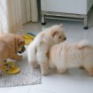 Chiots chow chow a donner