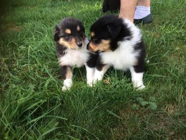 Chiots colley pour adoption