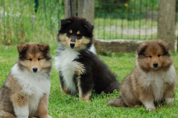 Vente Chiots colley pour adoption