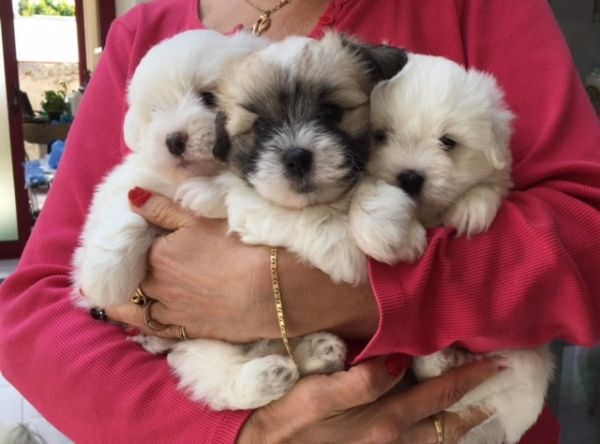 Chiots coton de tulear &agrave; l'adoption