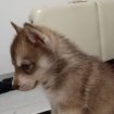 Annonce Chiots husky