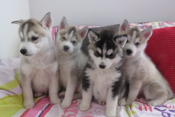 Chiots husky de sib&eacute;rie a donner