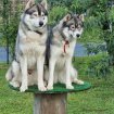 Annonce Chiots huskys