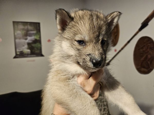 Annonce Chiots huskys