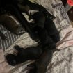 Annonce Chiots (labrador /malinois)
