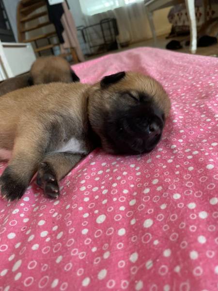 Annonce Chiots malinois