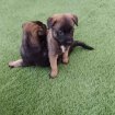Annonce Chiots malinois