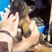 Annonce Chiots malinois femelles