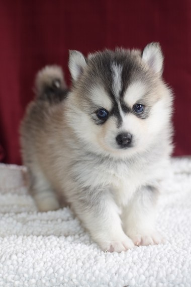 Chiots pomsky pour adoption