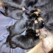 Annonce Chiots rottweiler