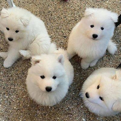 Chiots samoy&egrave;de pour adoption