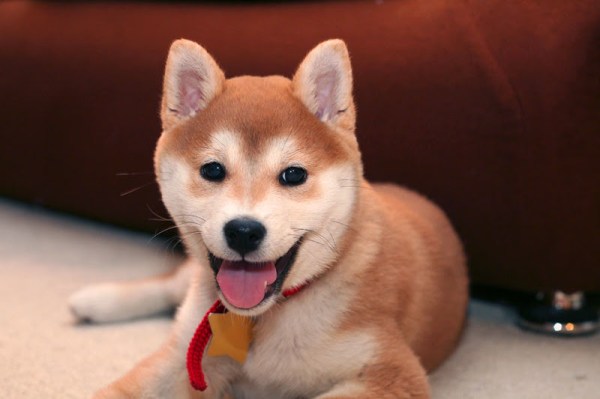 Chiots shiba inu pour adoption