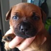 Vente Chiots staffordshire bull terrier staffie rouge