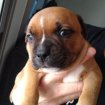 Chiots staffordshire bull terrier staffie rouge pas cher