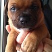 Annonce Chiots staffordshire bull terrier staffie rouge