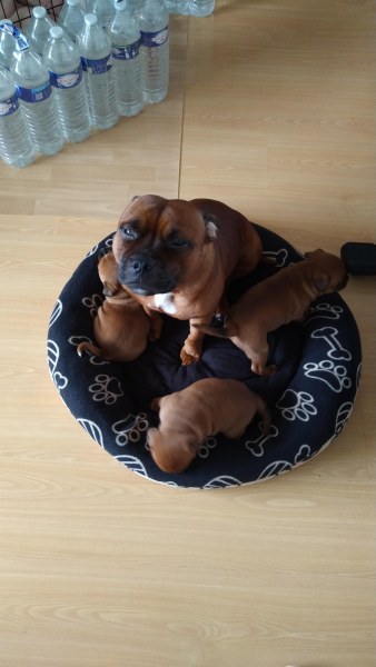 Annonce Chiots staffordshire bull terrier staffie rouge