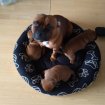 Chiots staffordshire bull terrier staffie rouge occasion