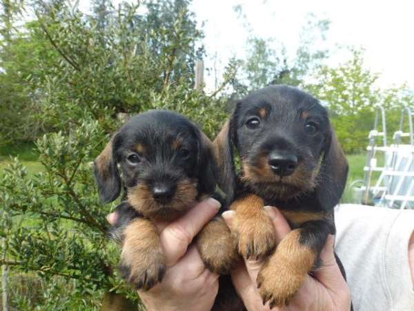Chiots teckel a donner