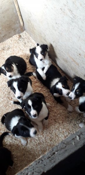 Chiots type border collie