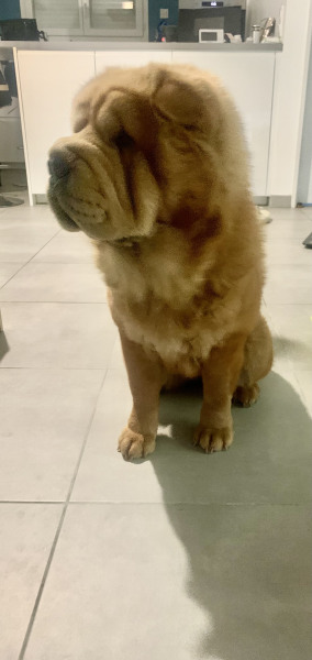 Chow chow sharpeï