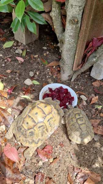 Couple de tortue terrestre