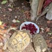 Couple de tortue terrestre