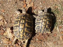 Couple tortue hermann