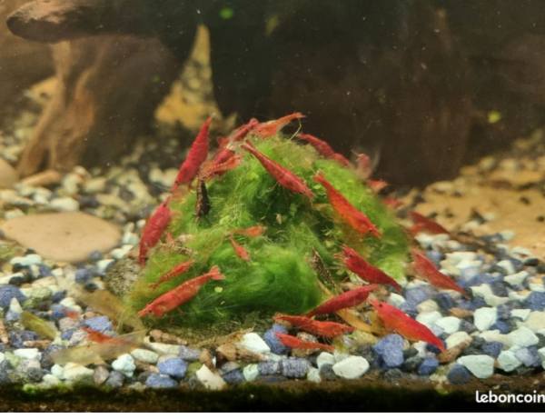 Crevette red cherry pour aquarium