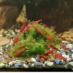 Crevette red cherry pour aquarium