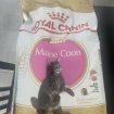 Vente Croquettes royal canin kitten main coon