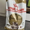 Croquettes royal canin maine coon