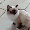 Disponible chatons croisé persan sacré de birmanie pas cher