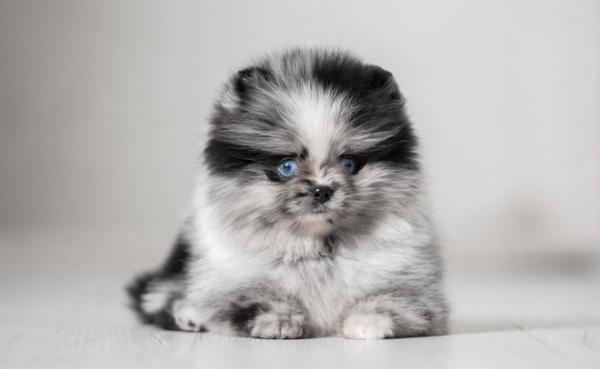 Vente Disponible chiots spitz nain